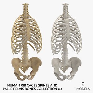 Human Rib Cages Spines and Male Pelvis Bones Collection 03 - 2 models 3D model