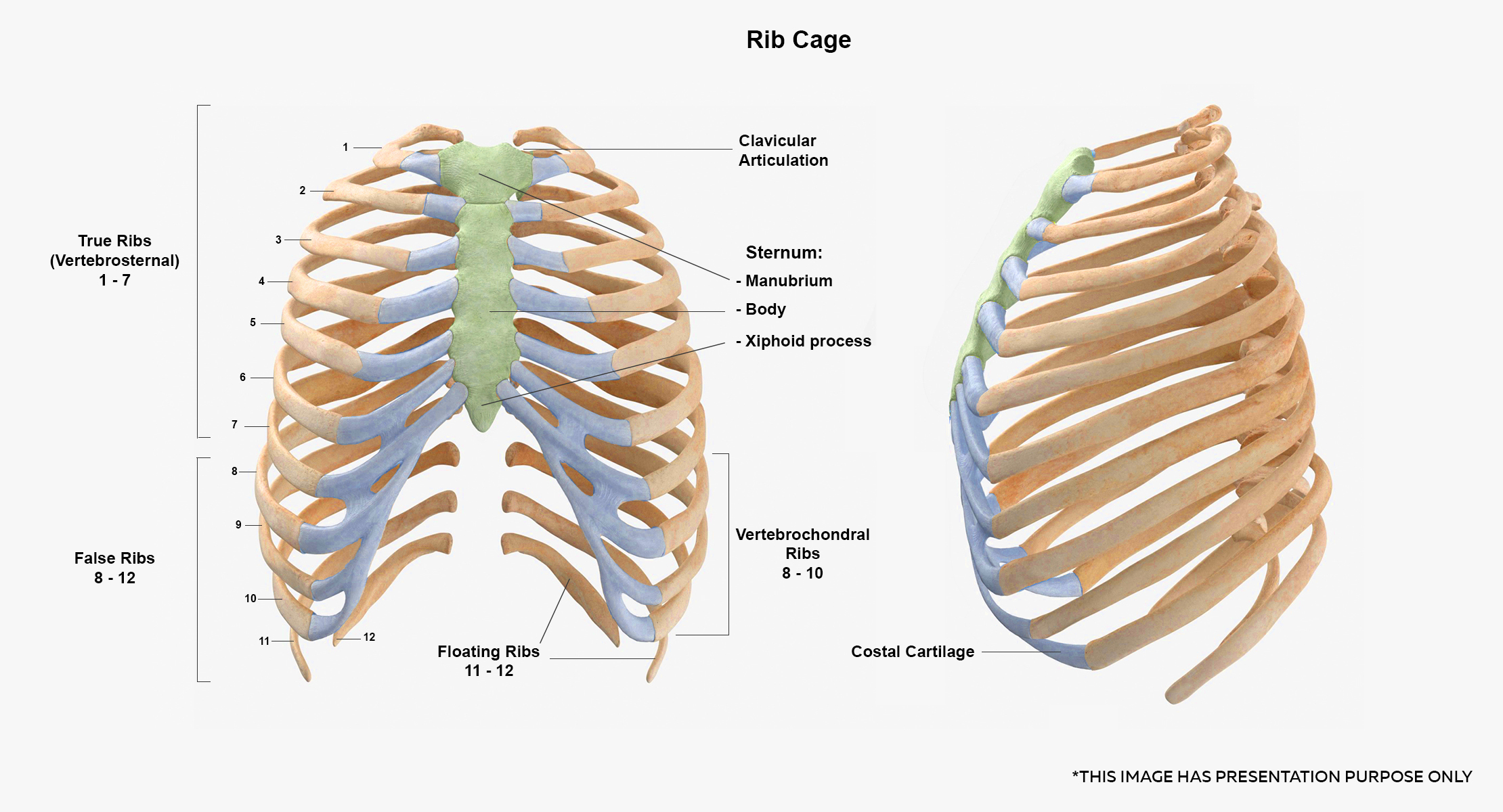 Human Rib Cages Spines and Male Pelvis Bones Collection 03 - 2 models ...