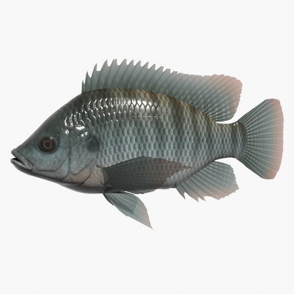 Nile tilapia