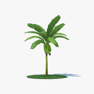banana palm tree model