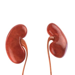 3d anatomically realistic human kidneys