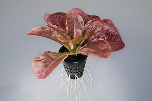 3D model lettuce pot