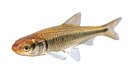 Striped Shiner fish
