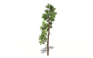 3D realistic cedar tree