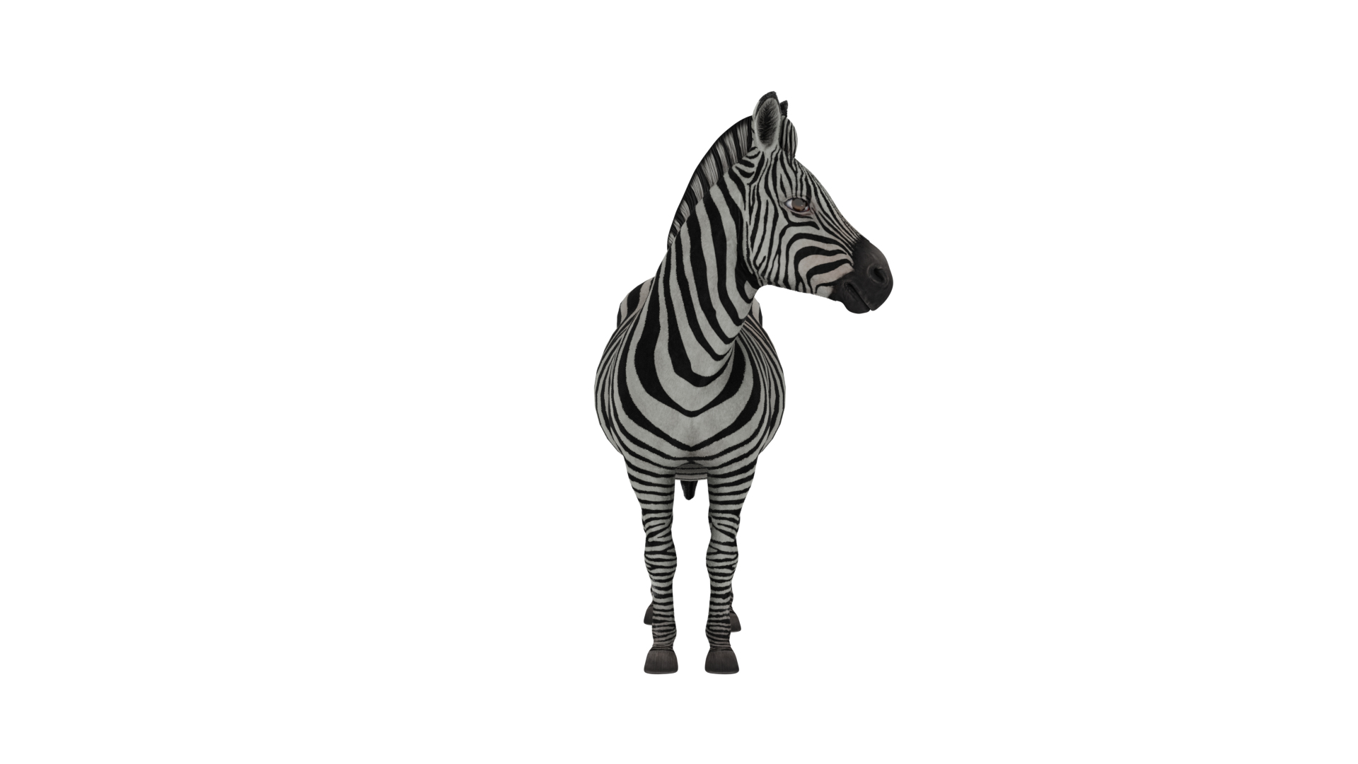 3D Zebra Model - TurboSquid 1742935