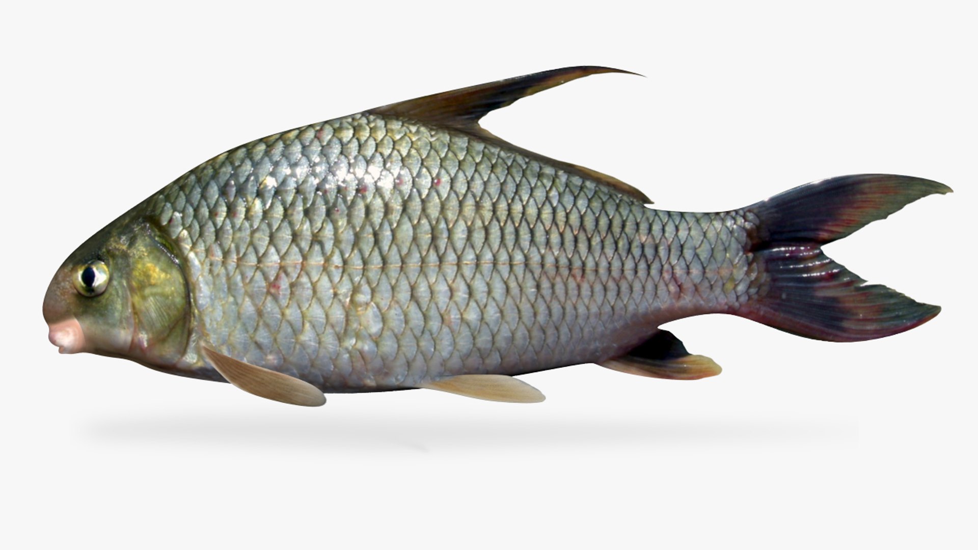 Highfin Carpsucker