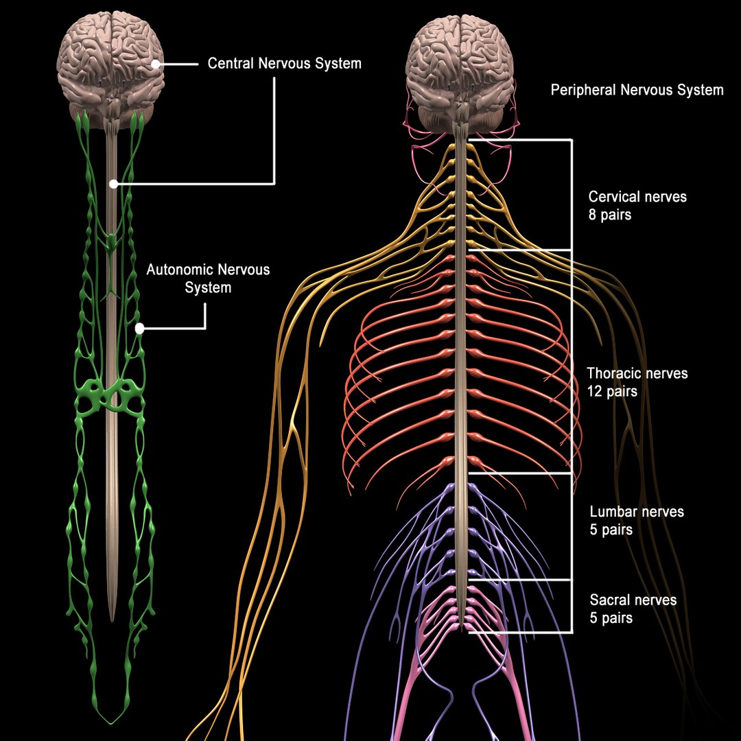 peripheral nervous system 3d