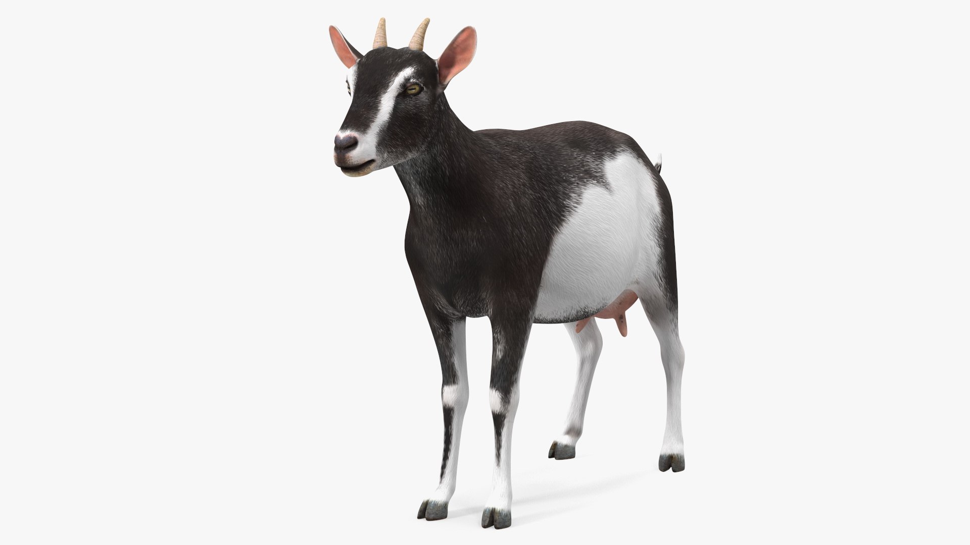 Domestic Goat Rigged 3D model preview