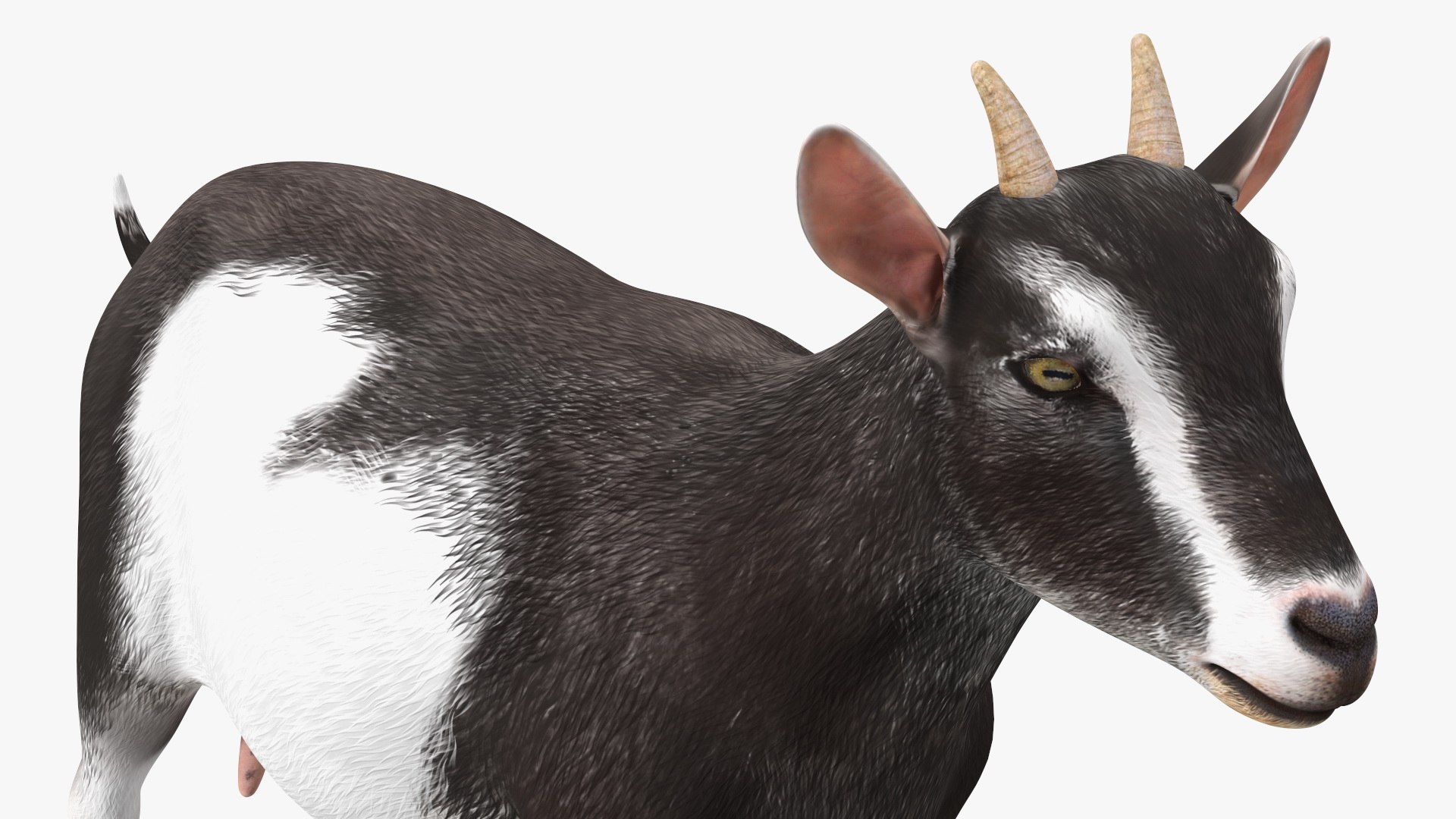 Domestic Goat Rigged 3D Model - TurboSquid 1992128