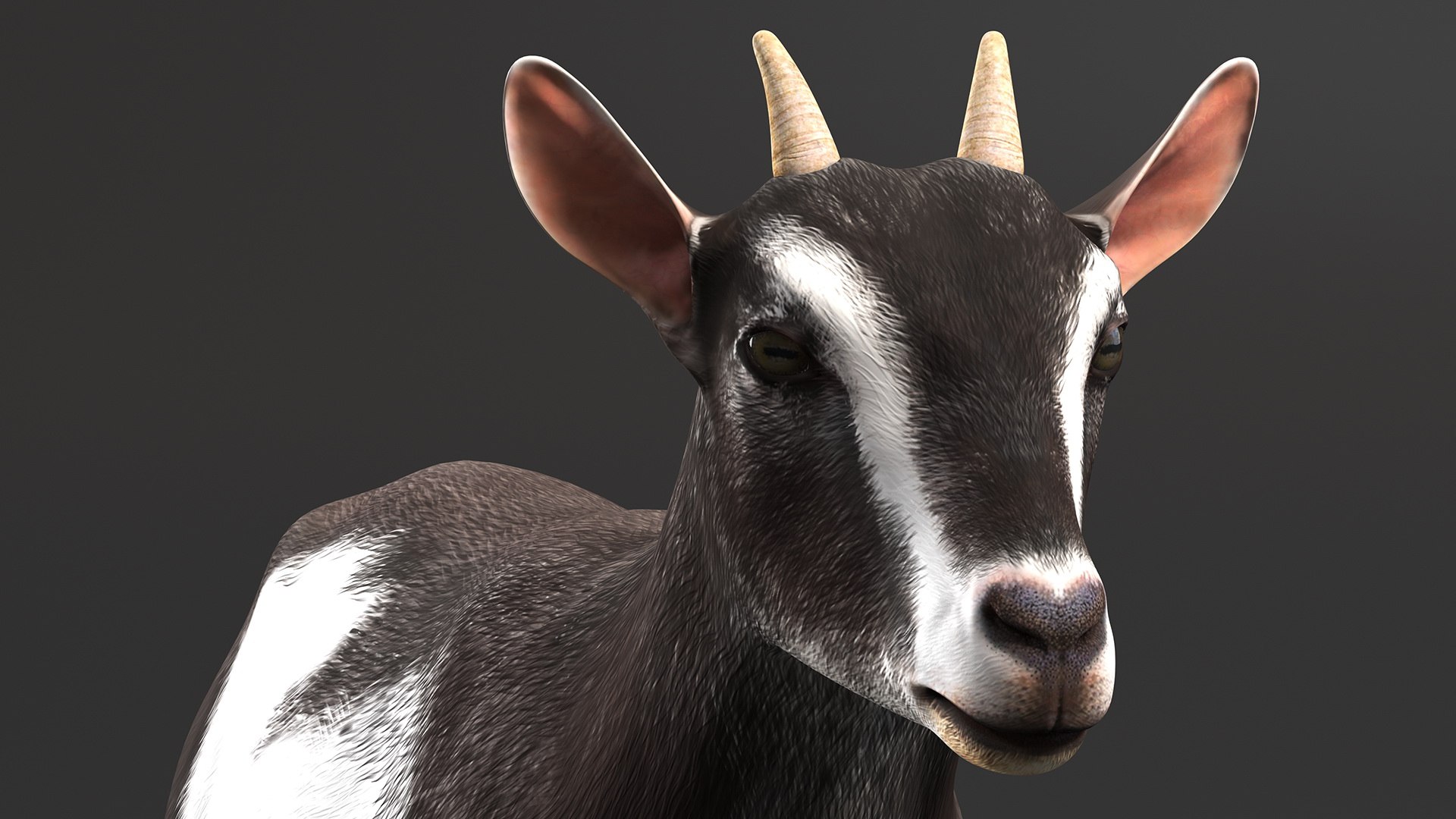 Domestic Goat Rigged 3D Model - TurboSquid 1992128