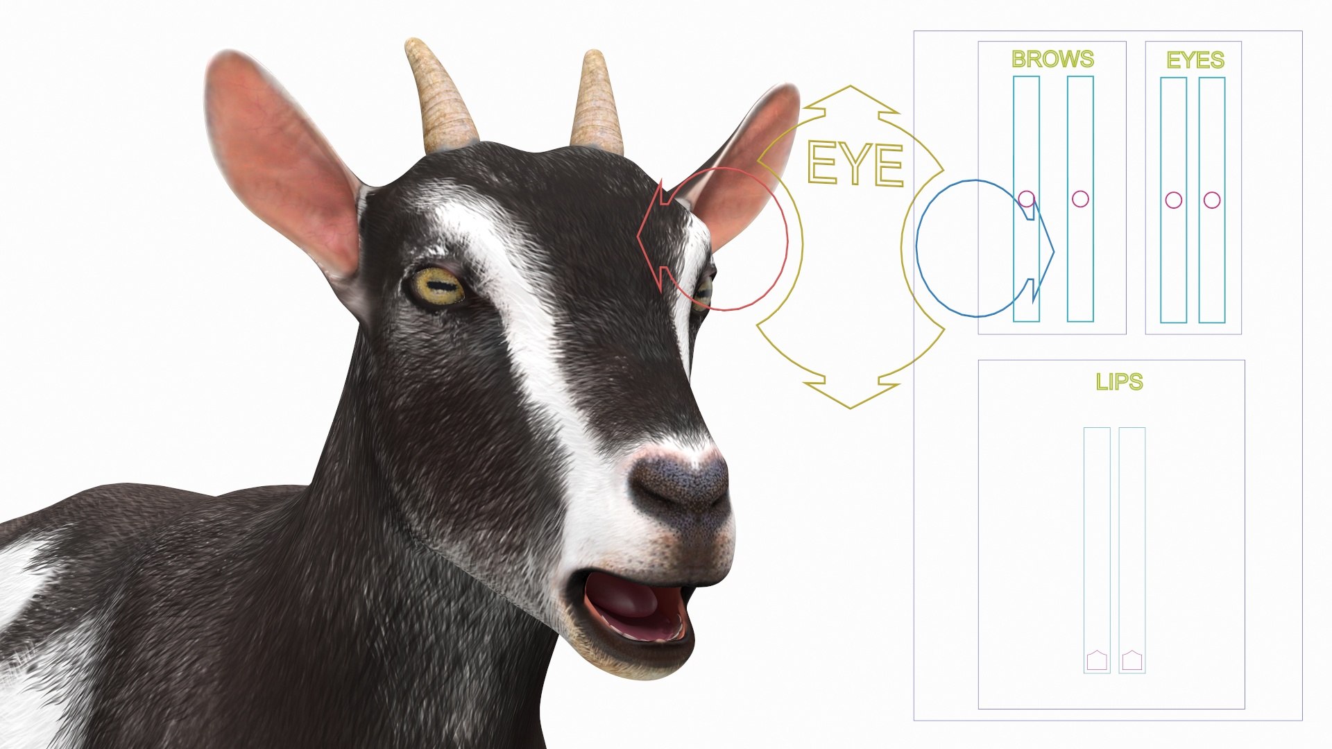 Domestic Goat Rigged 3D Model - TurboSquid 1992128