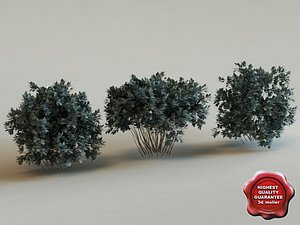 3ds conocarpus erectus modelled