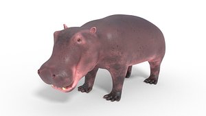 3D Hippopotamus Model model