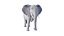 Nice and kind cartoon Elephant character stylized