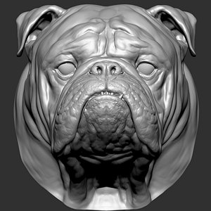 English Bulldog Dog  head 3D model