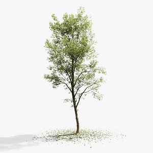 European Beech 05 3D Scanned Animated