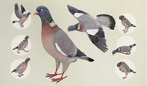 3D Animated Realistic Wood Pigeon