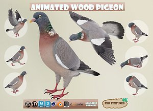 Animated Realistic Wood Pigeon