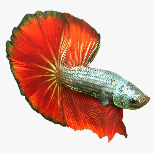 3D male betta rigged model