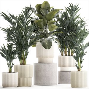 Set Of Small Howea Palms In White Pots 1410 3D