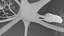 Neuron
