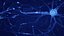 Neuron