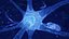 Neuron