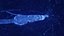 Neuron