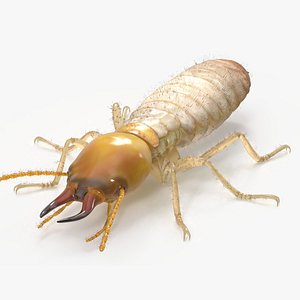 Termite model