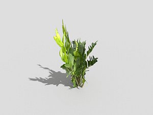 3d plant model