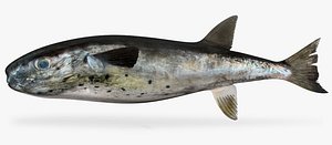 oceanic puffer 3D model