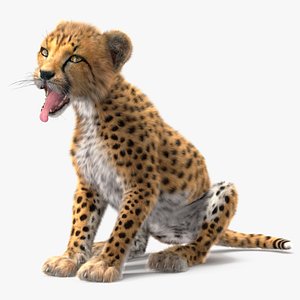 Cheetah Cub Fur for Cinema 4D Rigged 3D model