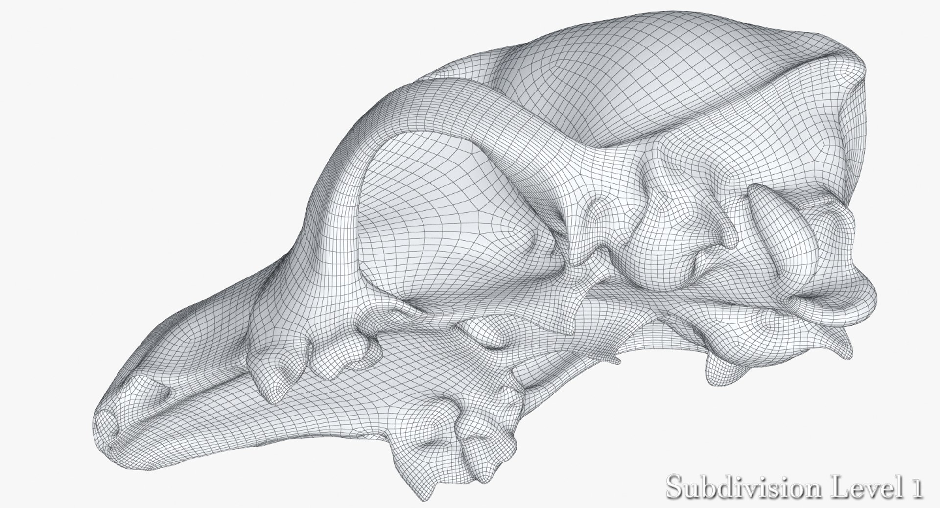 dog skull 5 3d c4d https://p.turbosquid.com/ts-thumb/To/EJGTaU/4fZNnxjA/camera006_wiresds1001/jpg/1444149624/1920x1080/fit_q87/ae5c33747eb249aca70705eec45b5bdf6ed728a3/camera006_wiresds1001.jpg
