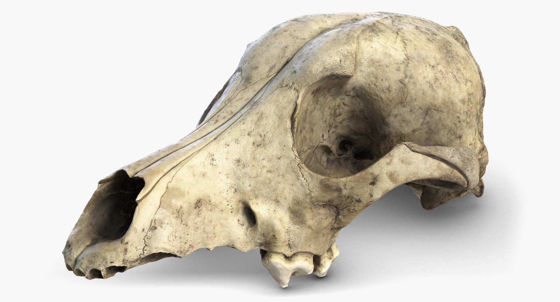 dog skull 5 3d c4d https://p.turbosquid.com/ts-thumb/To/EJGTaU/Ajh7lQIt/camera004_beauty001/jpg/1444149624/1920x1080/fit_q87/25e4dcd8775682883bdd4b04138d2941fd099a7a/camera004_beauty001.jpg