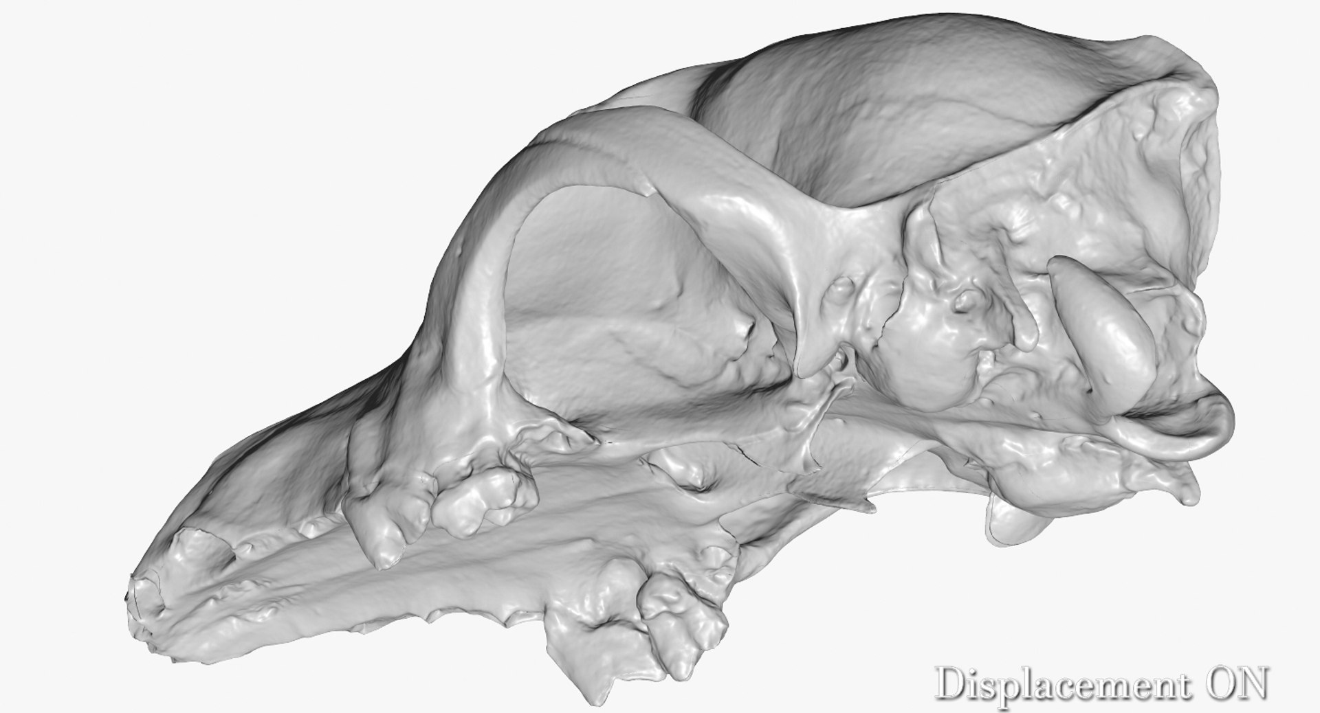 dog skull 5 3d c4d https://p.turbosquid.com/ts-thumb/To/EJGTaU/SbR8D2Pa/camera006_displaceon001/jpg/1444149624/1920x1080/fit_q87/a73ce12a9dc4b319010a84646d2363b419d25ab6/camera006_displaceon001.jpg