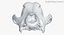 Dog Skull 5
