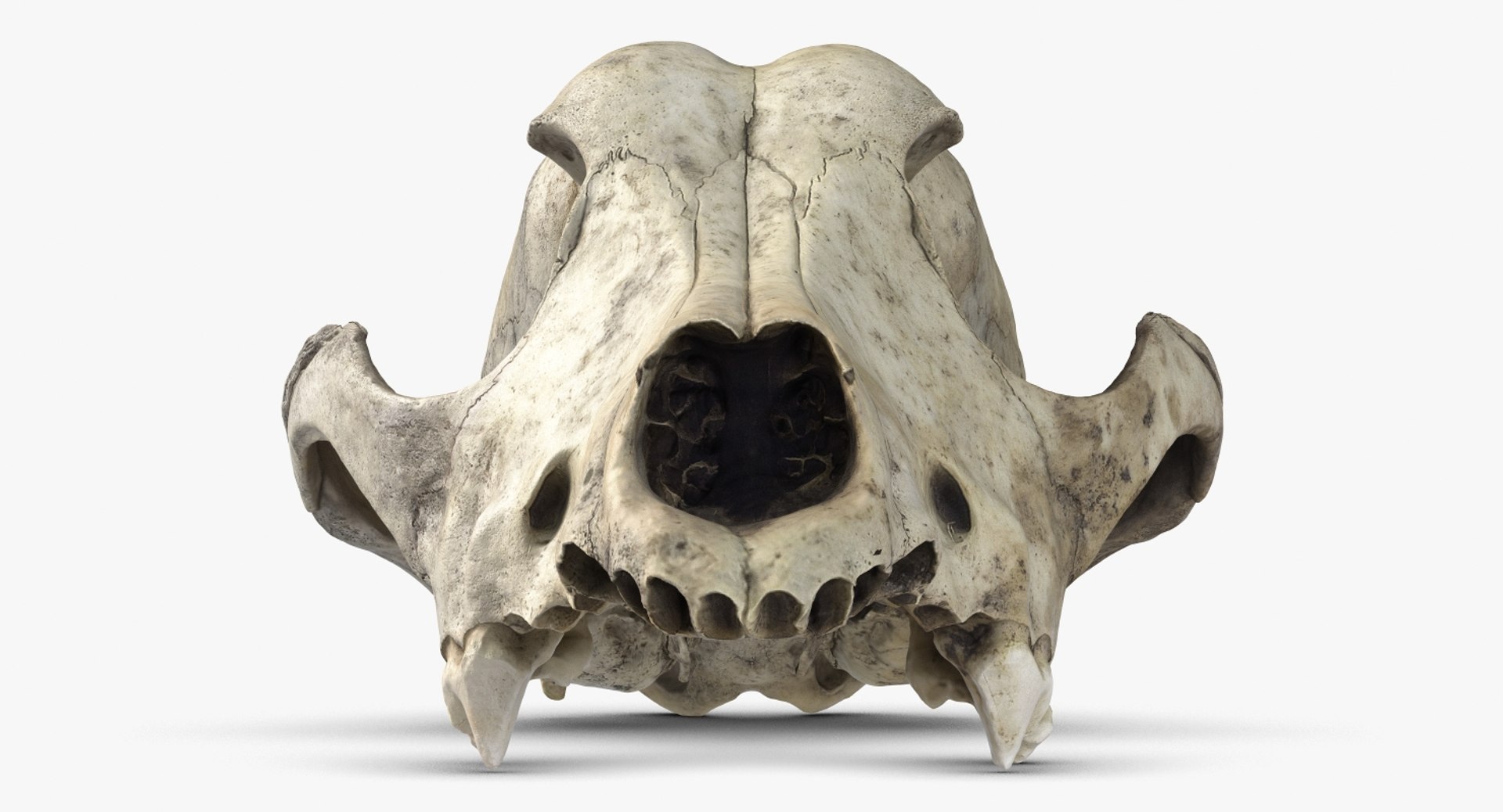dog skull 5 3d c4d https://p.turbosquid.com/ts-thumb/To/EJGTaU/VssZvoev/camera005_beauty001/jpg/1444149624/1920x1080/fit_q87/22b2107a49d1ee1cce84938b633b2338862806c1/camera005_beauty001.jpg