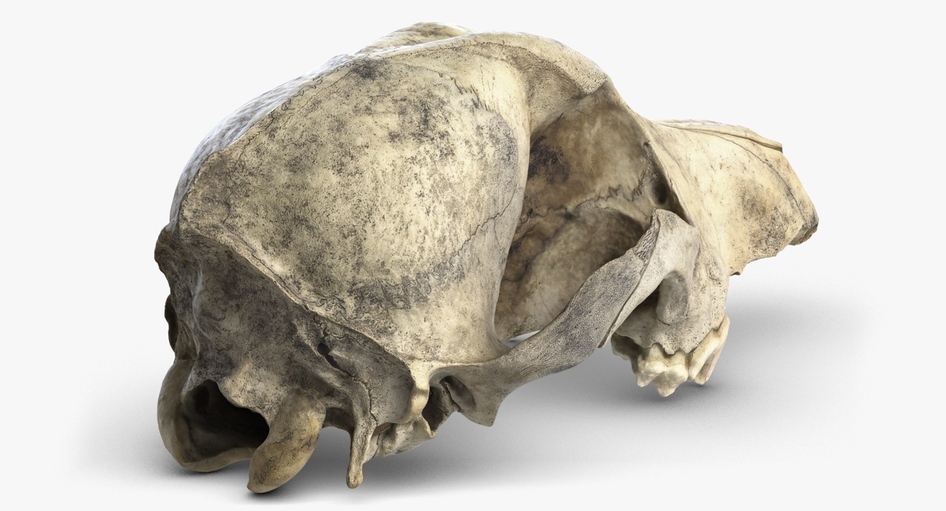 dog skull 5 3d c4d https://p.turbosquid.com/ts-thumb/To/EJGTaU/WKrTrjUn/camera007_beauty001/jpg/1444149624/1920x1080/fit_q87/8149936e7e302db62e8727c7b7bf59c40843aa6d/camera007_beauty001.jpg