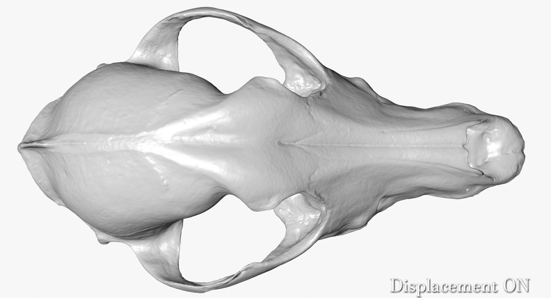 dog skull 5 3d c4d https://p.turbosquid.com/ts-thumb/To/EJGTaU/YG6aoMw6/camera001_displaceon001/jpg/1444149624/1920x1080/fit_q87/77dc79f4898df32e1dd239ad757f29e2982c9c11/camera001_displaceon001.jpg