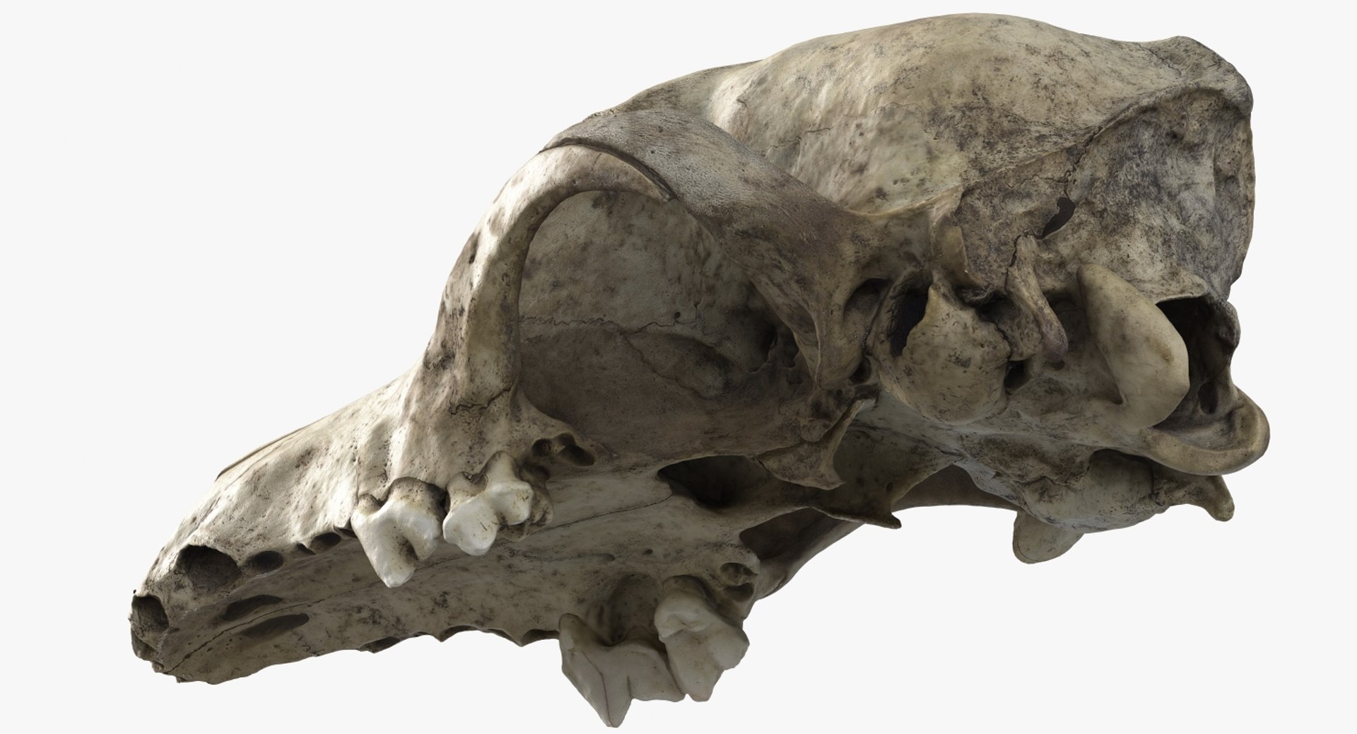 dog skull 5 3d c4d https://p.turbosquid.com/ts-thumb/To/EJGTaU/bilbZUqY/camera006_beauty001/jpg/1444149624/1920x1080/fit_q87/f2945ea5fc8c9e450ebc959ba669e19e4f4a02a4/camera006_beauty001.jpg