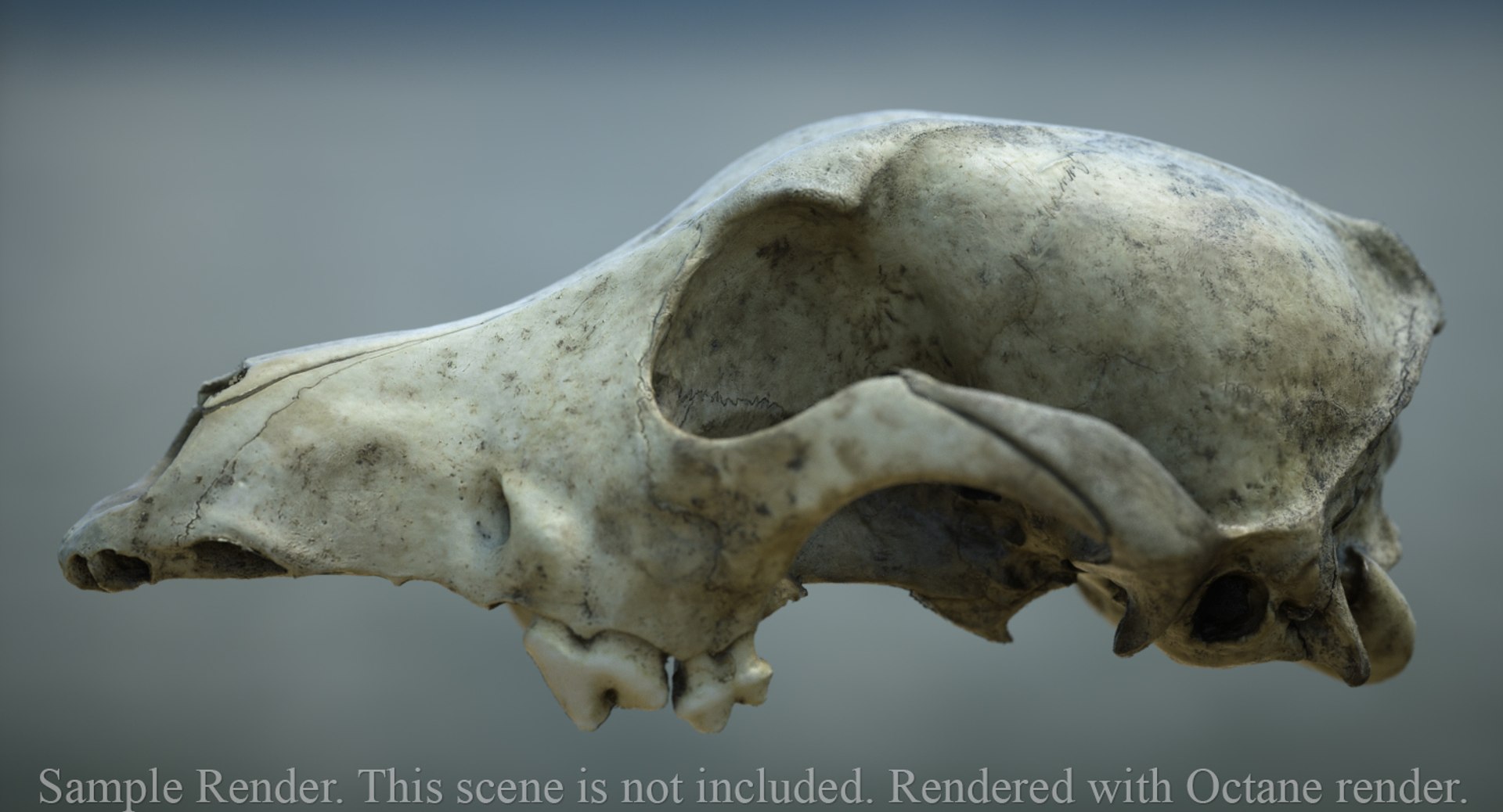 dog skull 5 3d c4d https://p.turbosquid.com/ts-thumb/To/EJGTaU/n2B2cG1m/render1ts/jpg/1444164170/1920x1080/fit_q87/48d20b587dacfed2c9a475514b1ad8c39d6b7357/render1ts.jpg