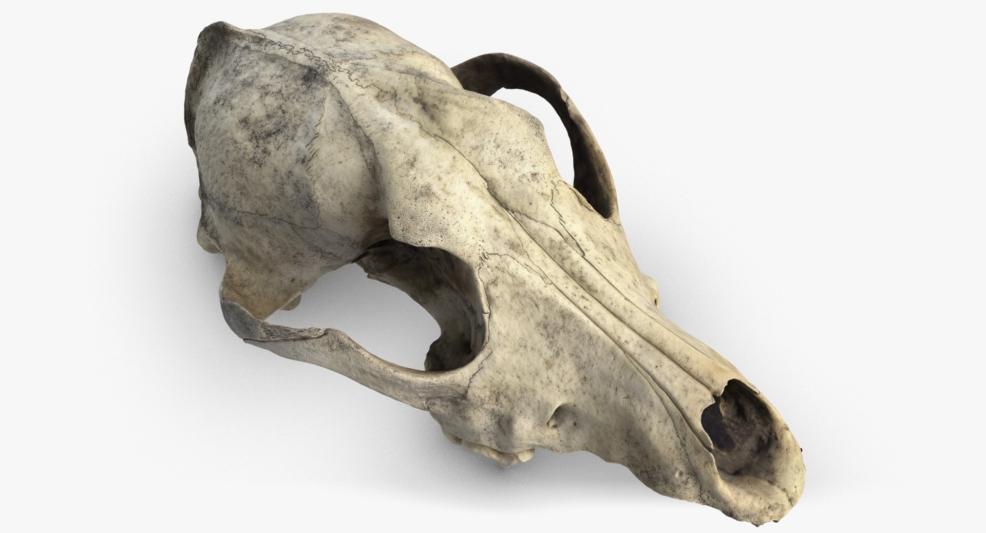 dog skull 5 3d c4d https://p.turbosquid.com/ts-thumb/To/EJGTaU/oWKSsK3v/camera003_beauty001/jpg/1444149624/1920x1080/fit_q87/488aa02cd0a14c0ae7c9c3bf2949b134e997aa6e/camera003_beauty001.jpg