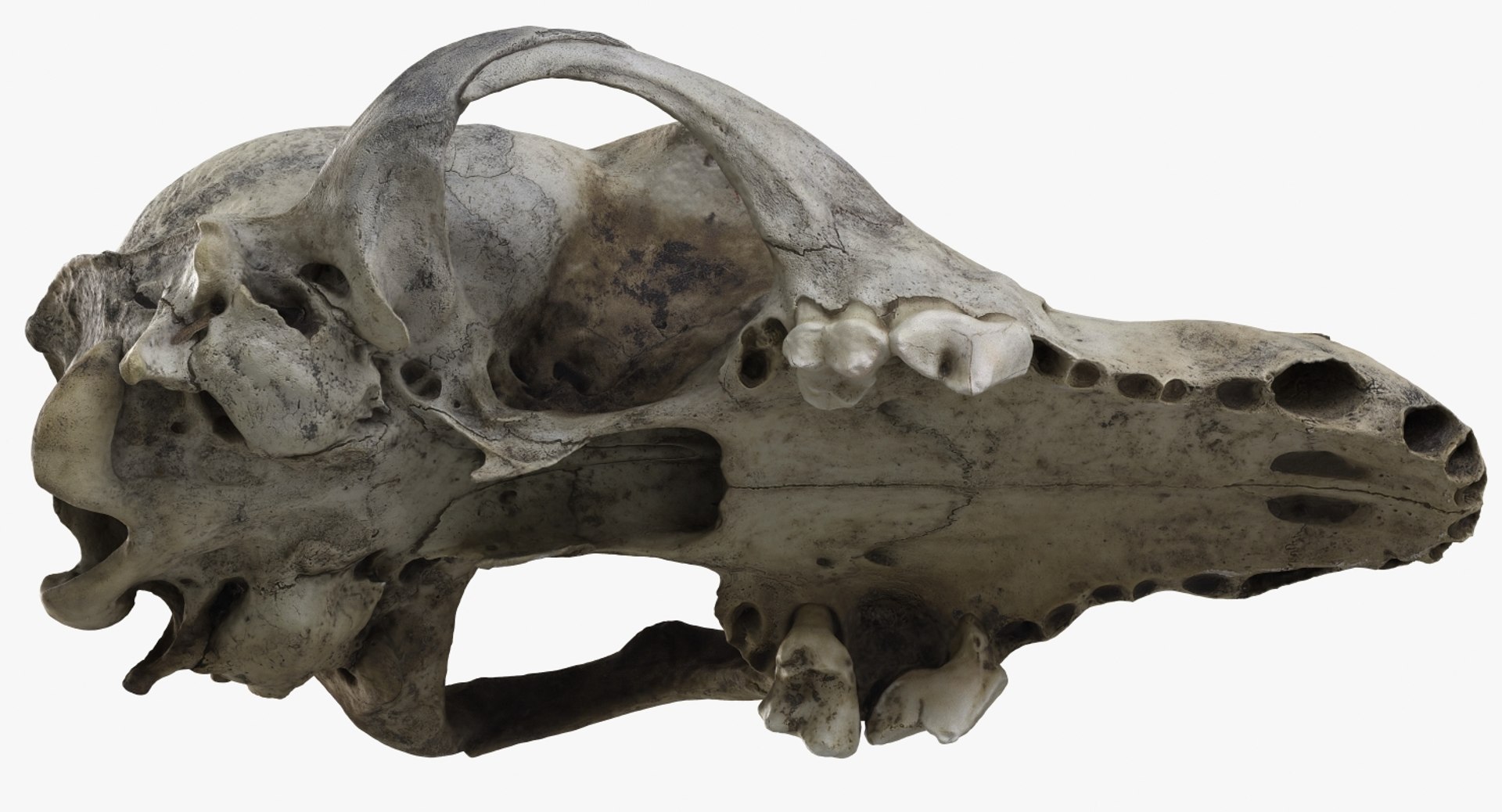 dog skull 5 3d c4d https://p.turbosquid.com/ts-thumb/To/EJGTaU/xAvpLg02/camera008_beauty001/jpg/1444149624/1920x1080/fit_q87/68a6fc00d1d120a405860d12c446da31151ccf95/camera008_beauty001.jpg