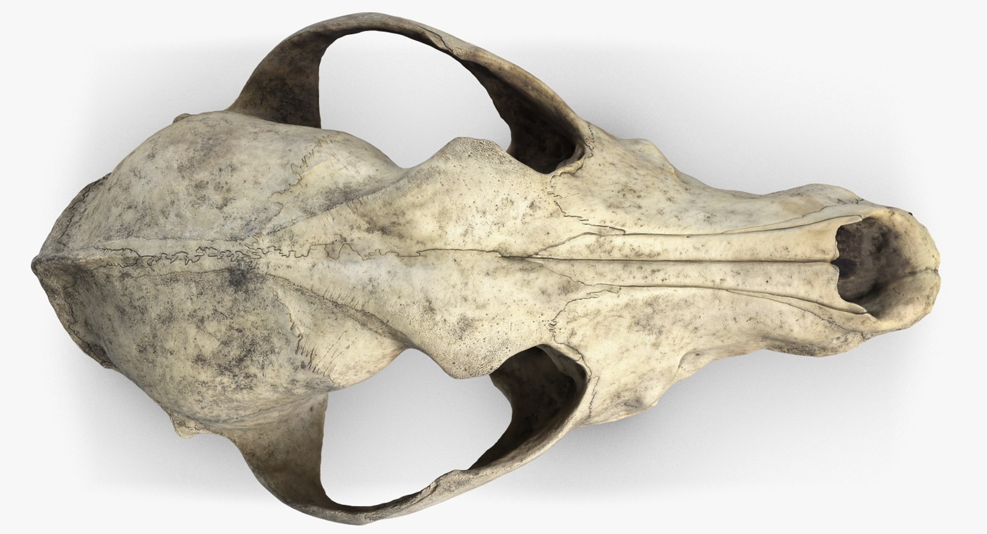 dog skull 5 3d c4d https://p.turbosquid.com/ts-thumb/To/EJGTaU/zQeY8gDD/camera001_beauty001/jpg/1444149624/1920x1080/fit_q87/b93e5709023116010f1ccbb6a6db0cc2ff64d998/camera001_beauty001.jpg