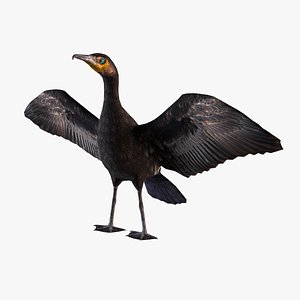 great cormorant 3D