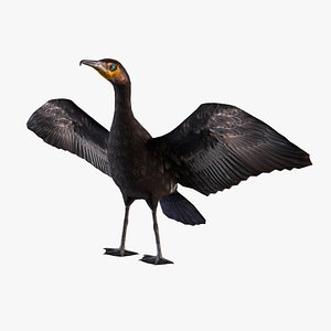 Great Cormorant