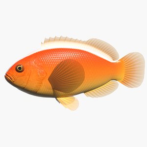 yellow clownfish 3d 3ds