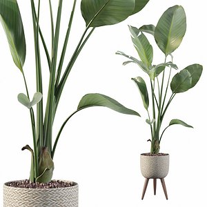 strelitzia pot 3D model