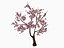 Sakura tree