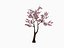 Sakura tree